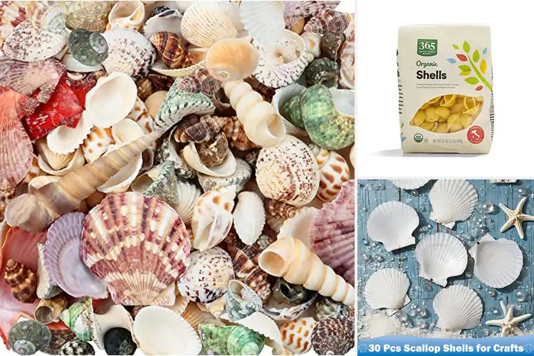 Detailed view of 10 Best Shells: Turn Seashells into Beachy Vase Display